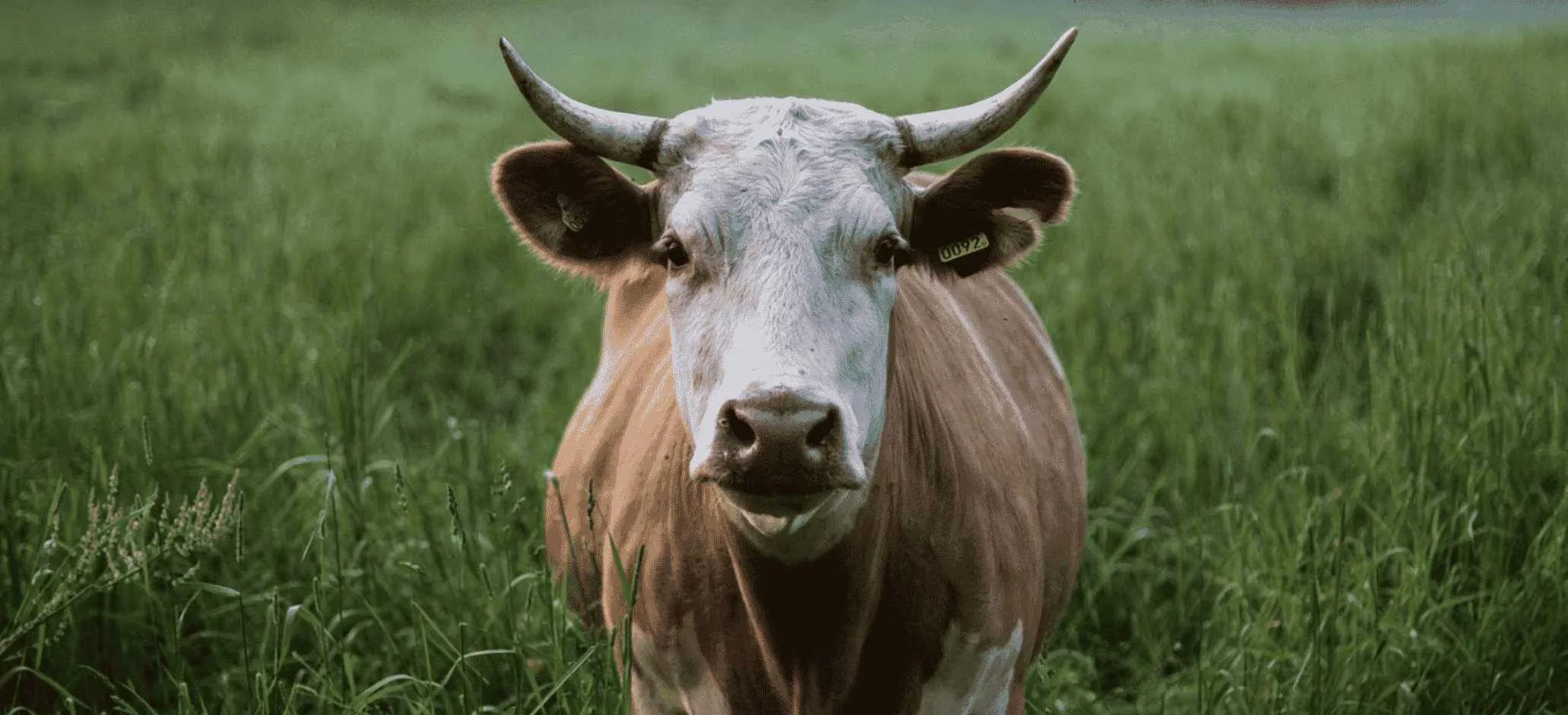 Livestock Insurance