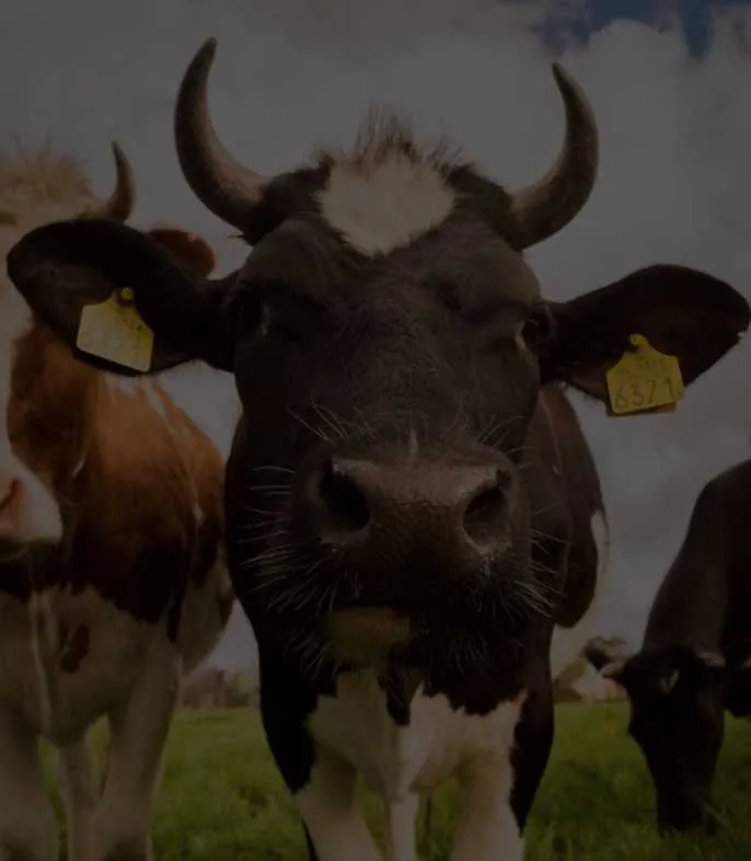 Livestock Insurance Hero Image