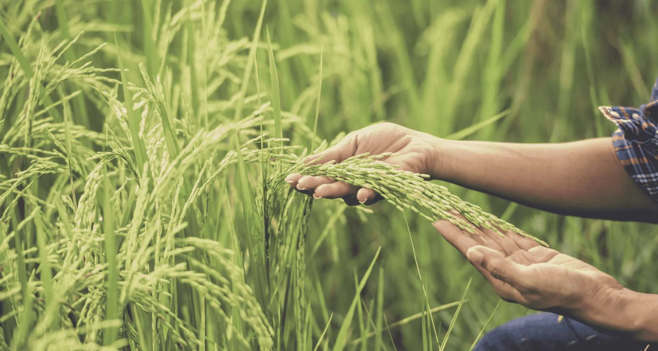 Parametric Crop Insurance