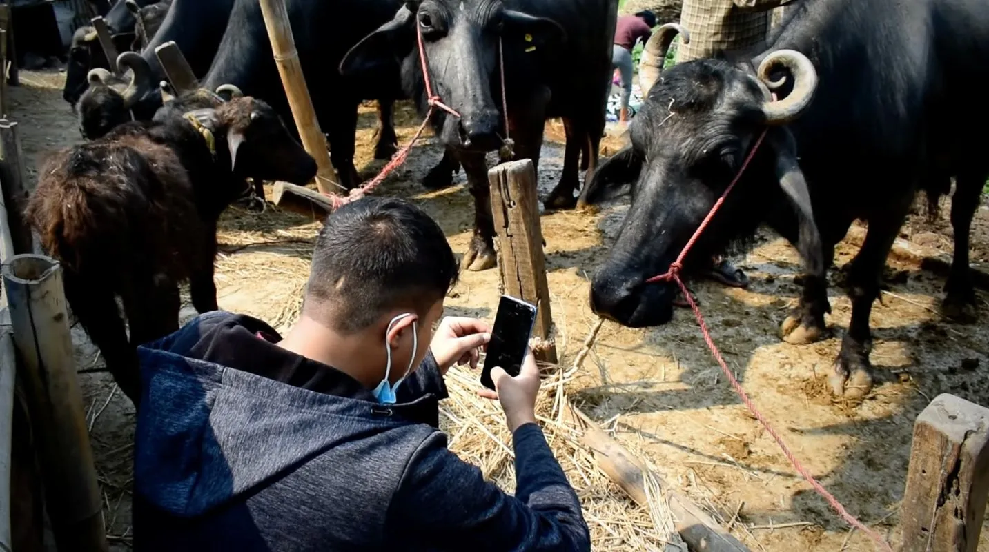 Taking pictures of buffalos' muzzles using our PlantSat Krishi Beema App in Bhaktapur