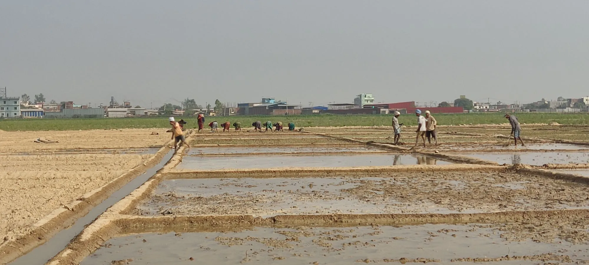 Land preparation for rice plantation