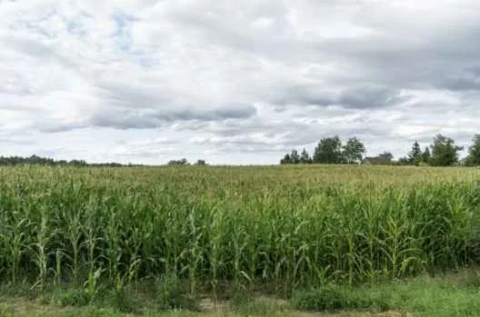 Digital Maize & Rice Insurance