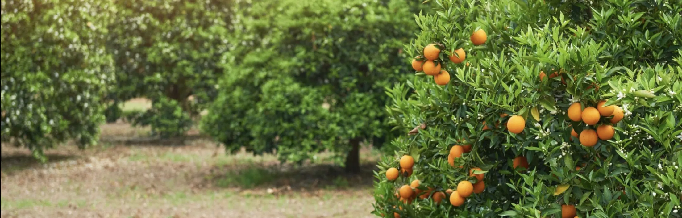 Orange and Potato Digital Climate Risk Insurance