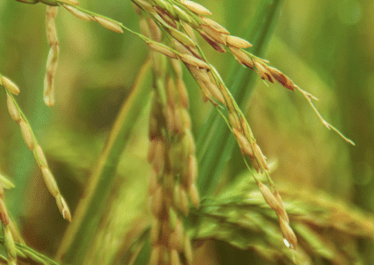 Digital Maize & Rice Insurance