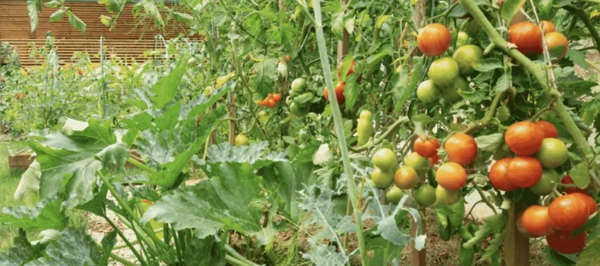 Digital Maize and Vegetable Insurance